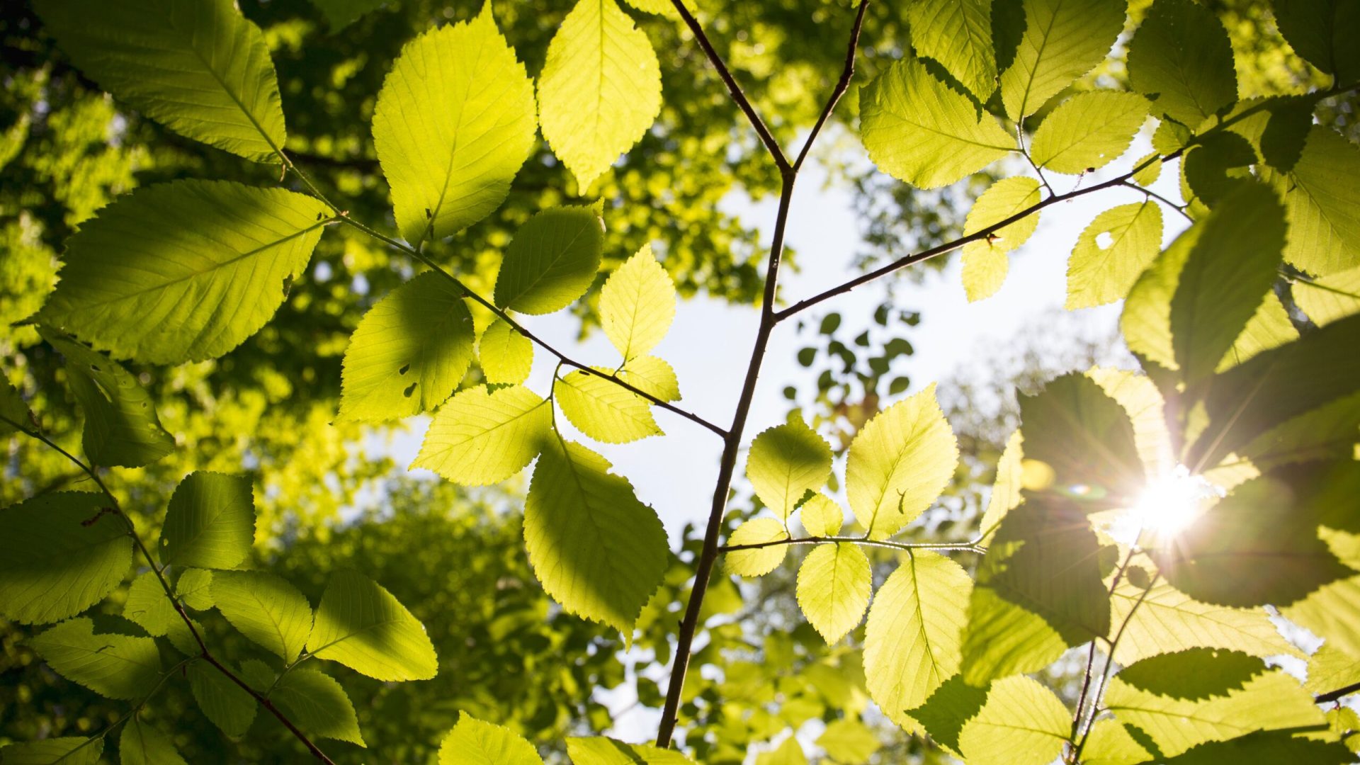 sustainability